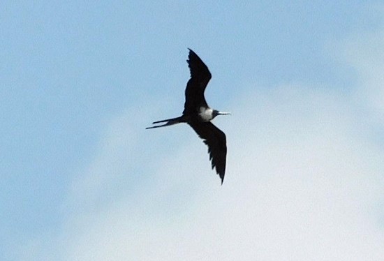 Magnificent Frigatebird - ML638296724