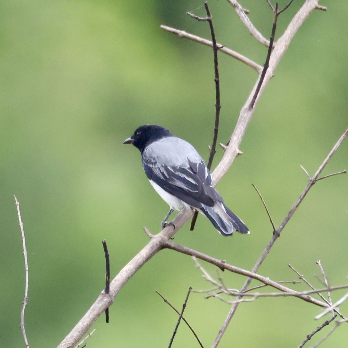 Black-headed Cuckooshrike - ML638296725