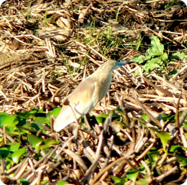 Squacco Heron - ML638296727