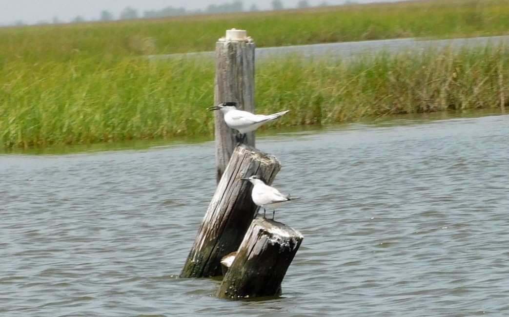 Sandwich Tern - ML638296728