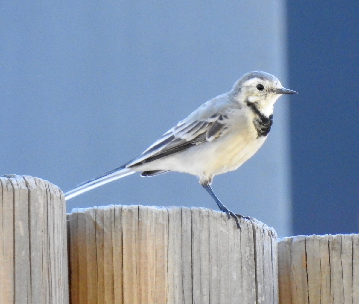 White Wagtail - ML638296731
