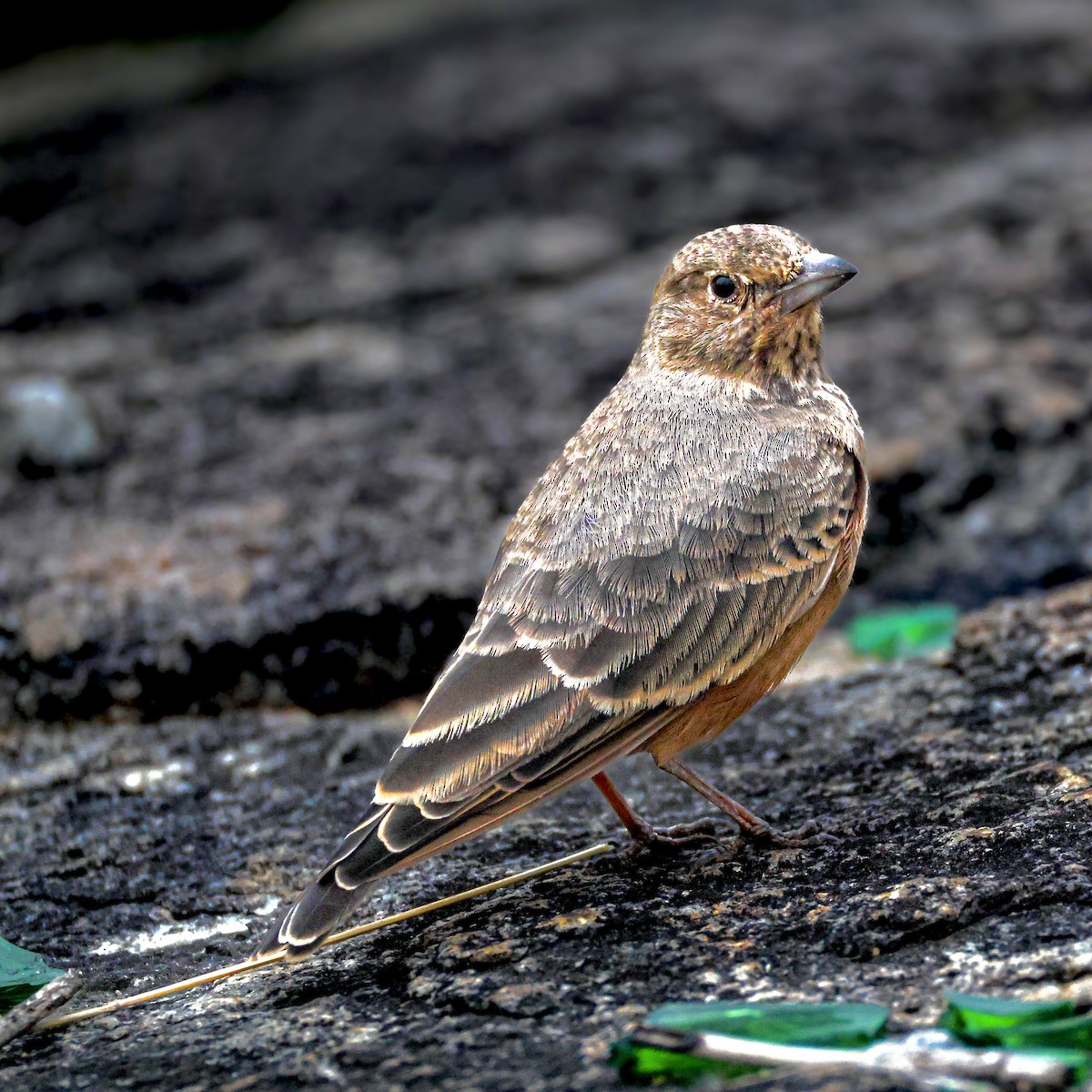 Rufous-tailed Lark - ML638296736