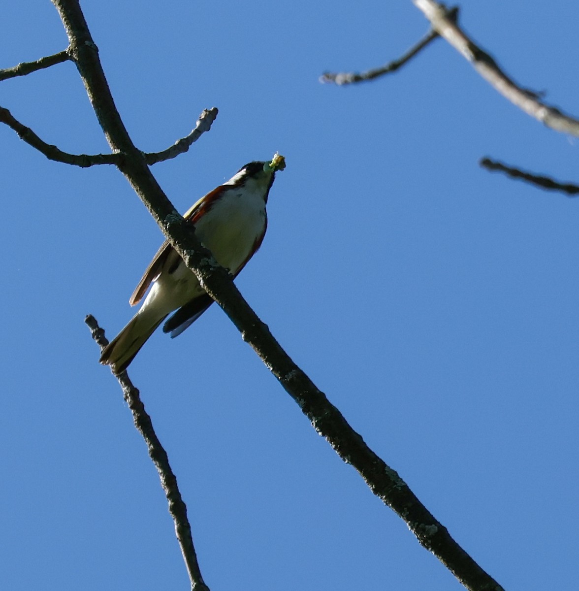 Chestnut-sided Warbler - ML638296737