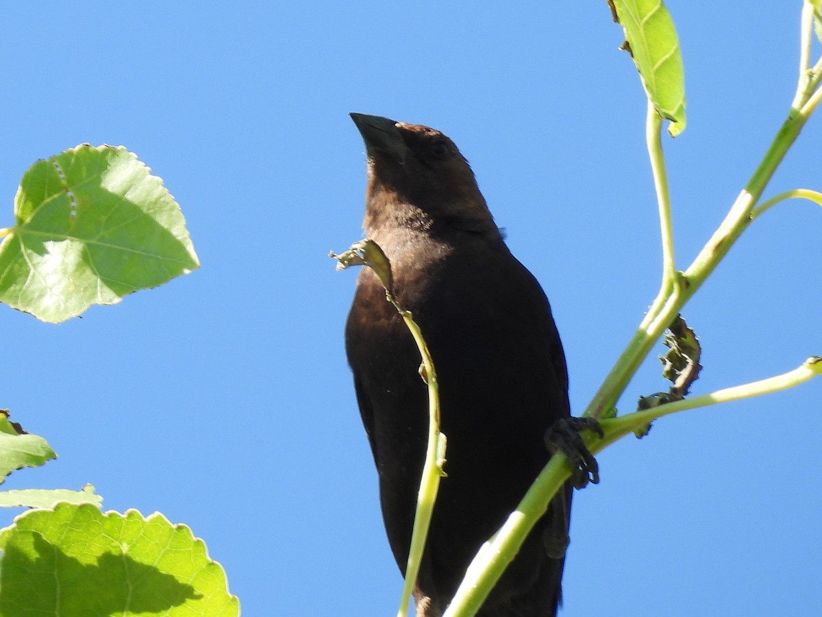 Brown-headed Cowbird - ML638296738