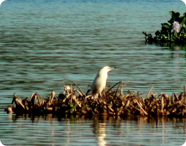 Malagasy Pond-Heron - ML638296739