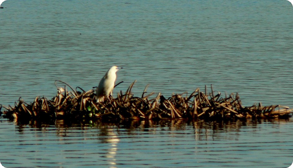 Malagasy Pond-Heron - ML638296740