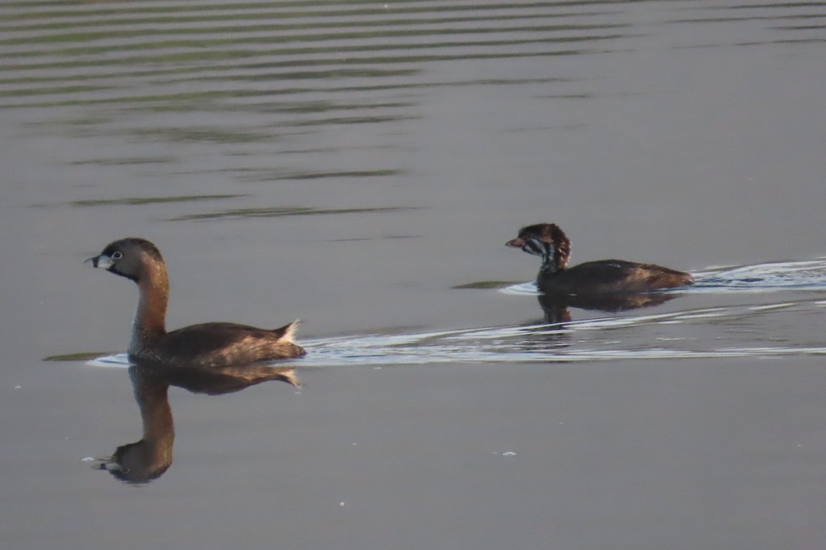 Pied-billed Grebe - ML638296741