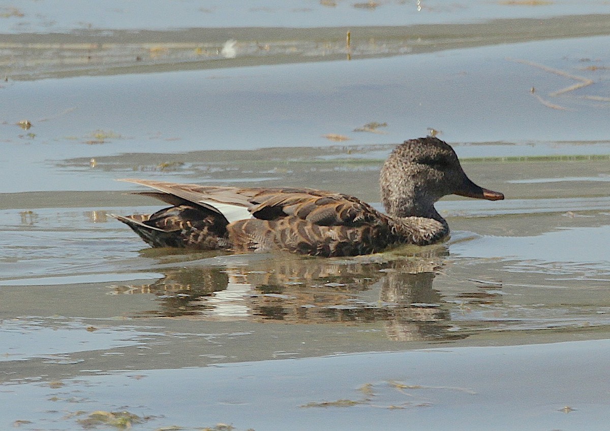 Gadwall - ML638296744