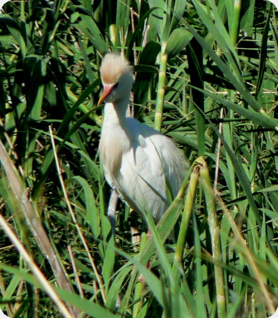 Western Cattle-Egret - ML638296746