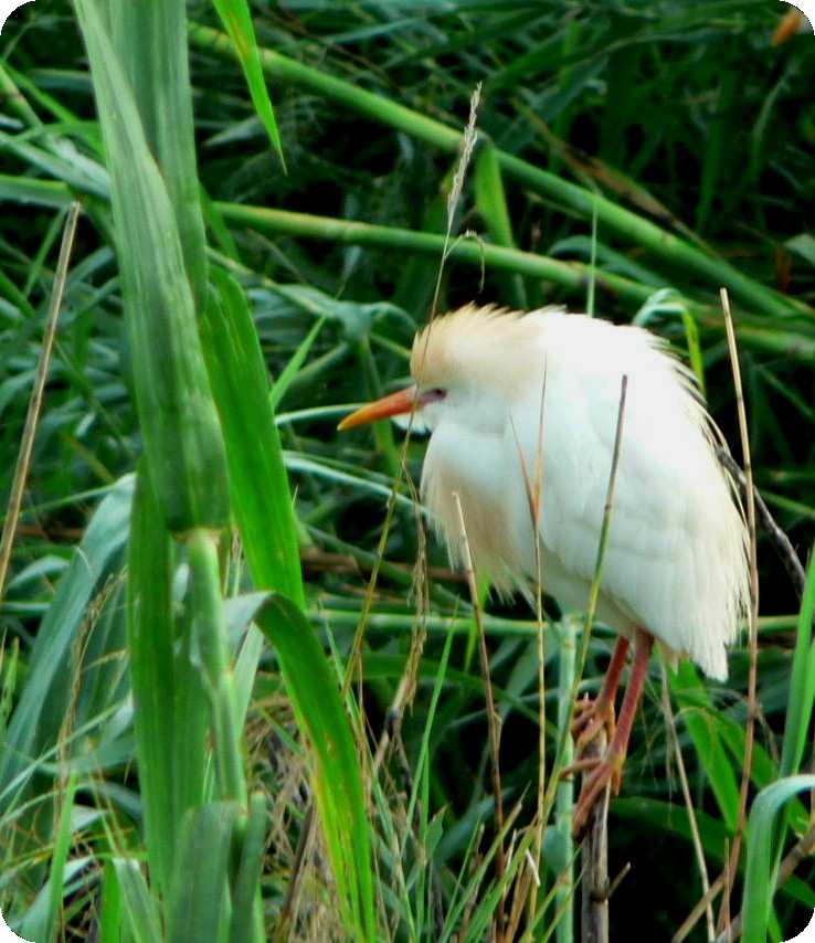Western Cattle-Egret - ML638296747