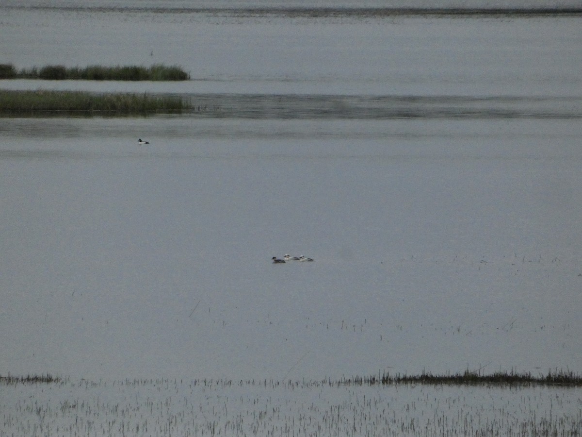 Smew - ML638296750
