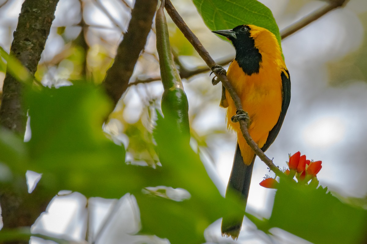 Yellow-backed Oriole - ML638296752