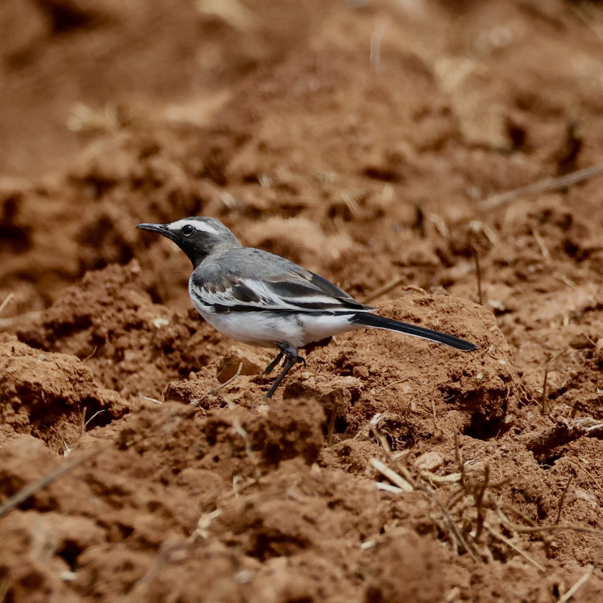 White-browed Wagtail - ML638296756