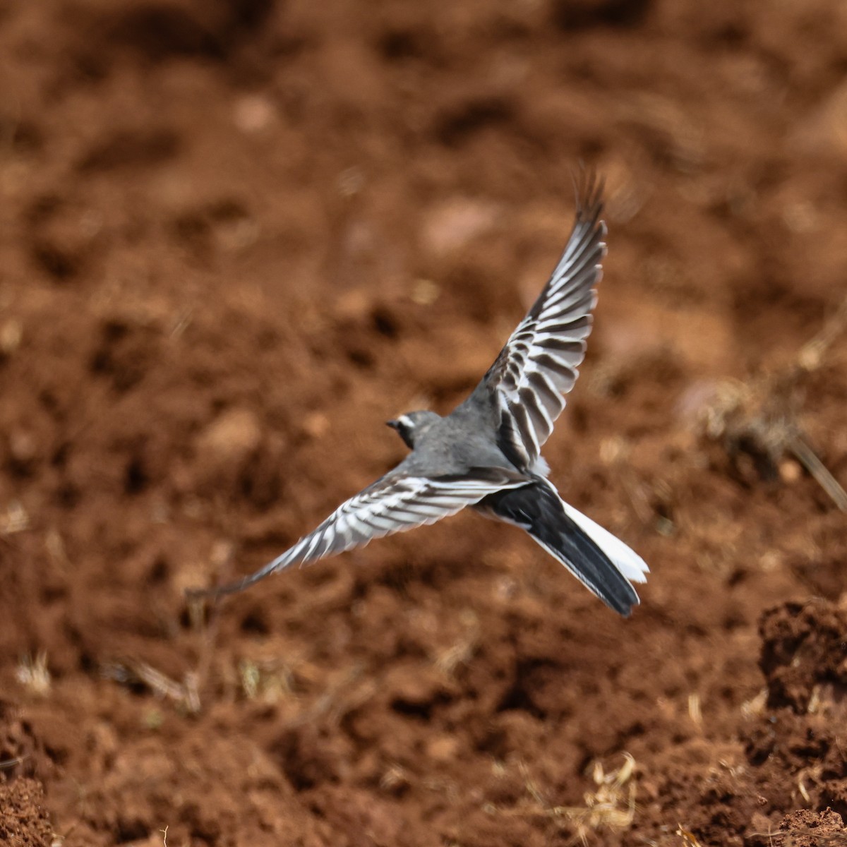 White-browed Wagtail - ML638296757