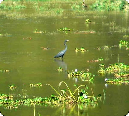 Humblot's Heron - ML638296760
