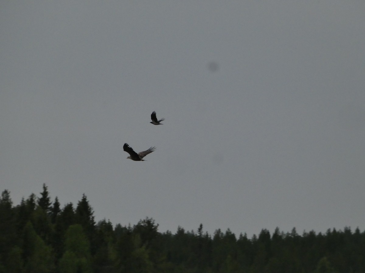 White-tailed Eagle - ML638296761