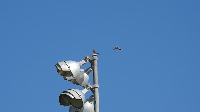 Pie-grièche migratrice - ML638296776