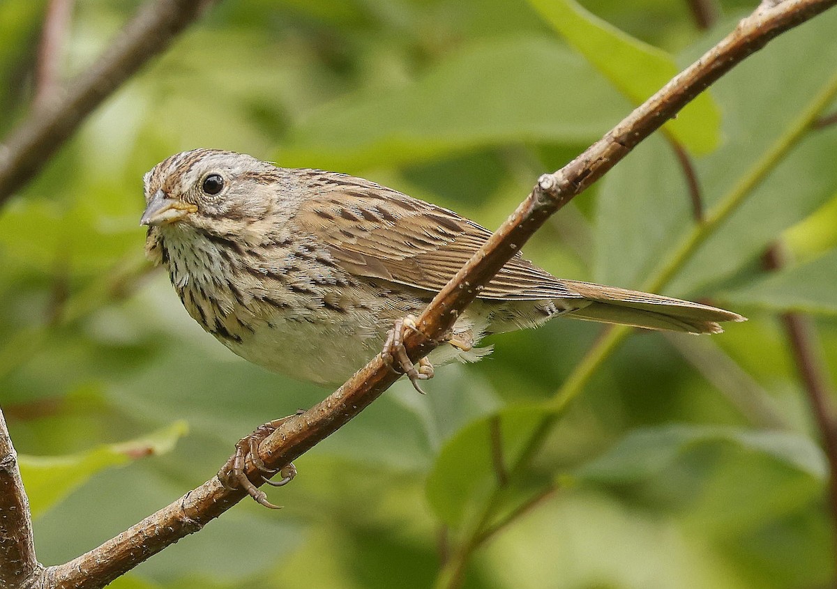 Lincoln's Sparrow - ML638296780