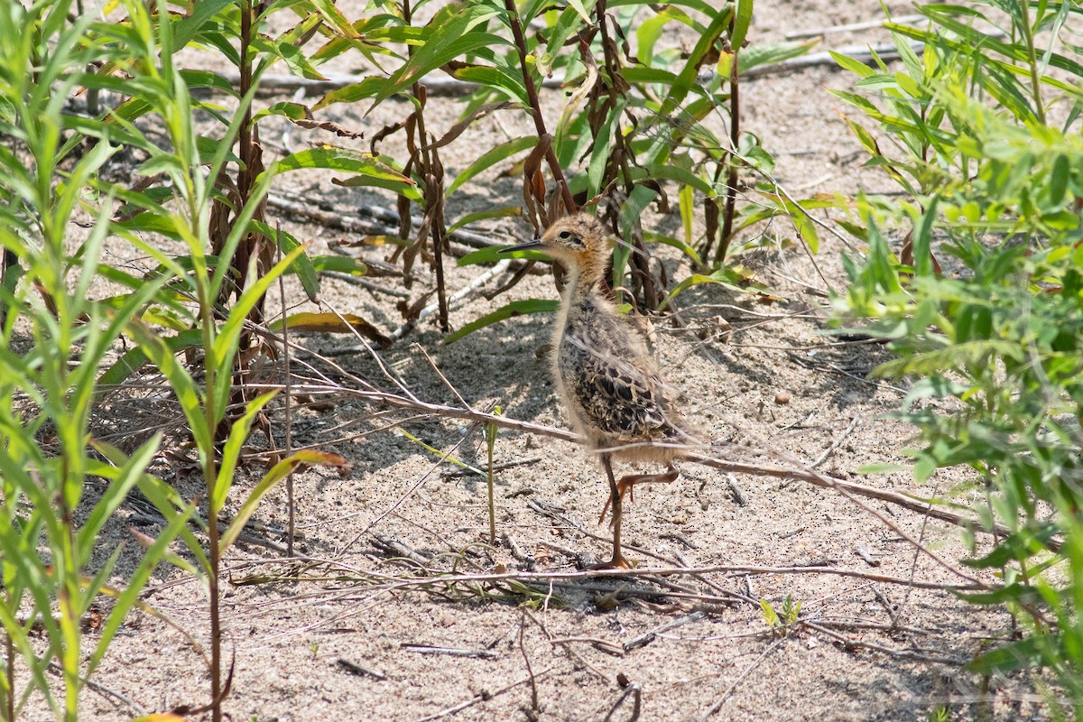 Wilson's Phalarope - ML638296784