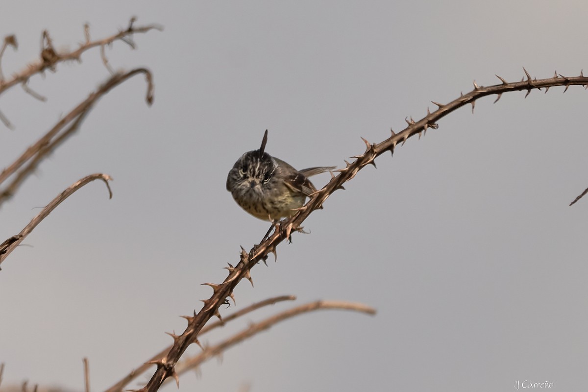 Taurillon mésange - ML638296786
