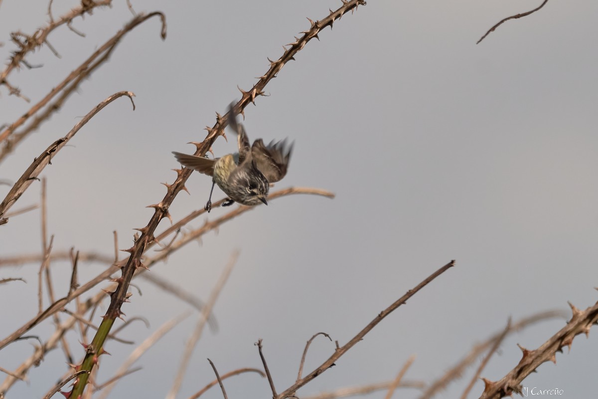 Taurillon mésange - ML638296787