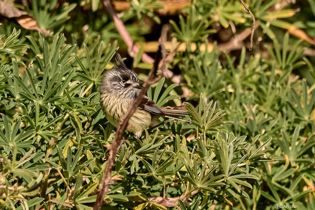 Taurillon mésange - ML638296789