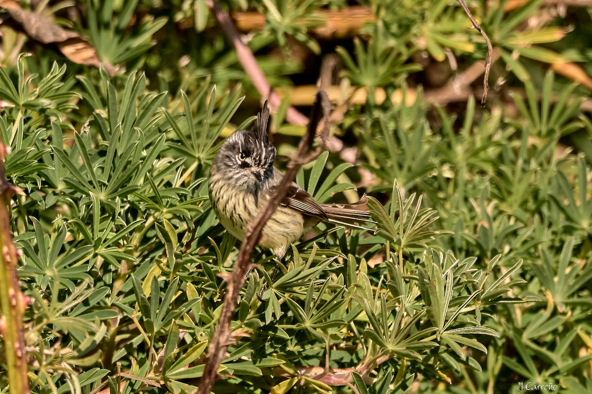 Taurillon mésange - ML638296791