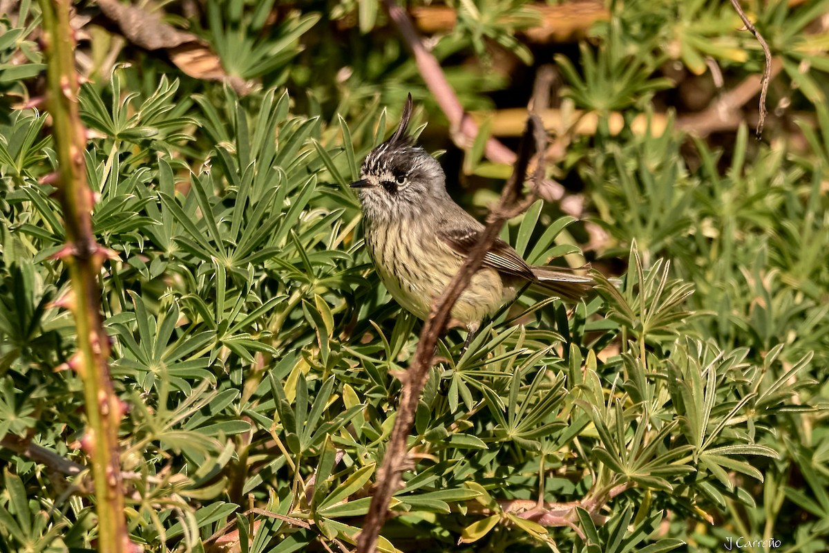 Taurillon mésange - ML638296793