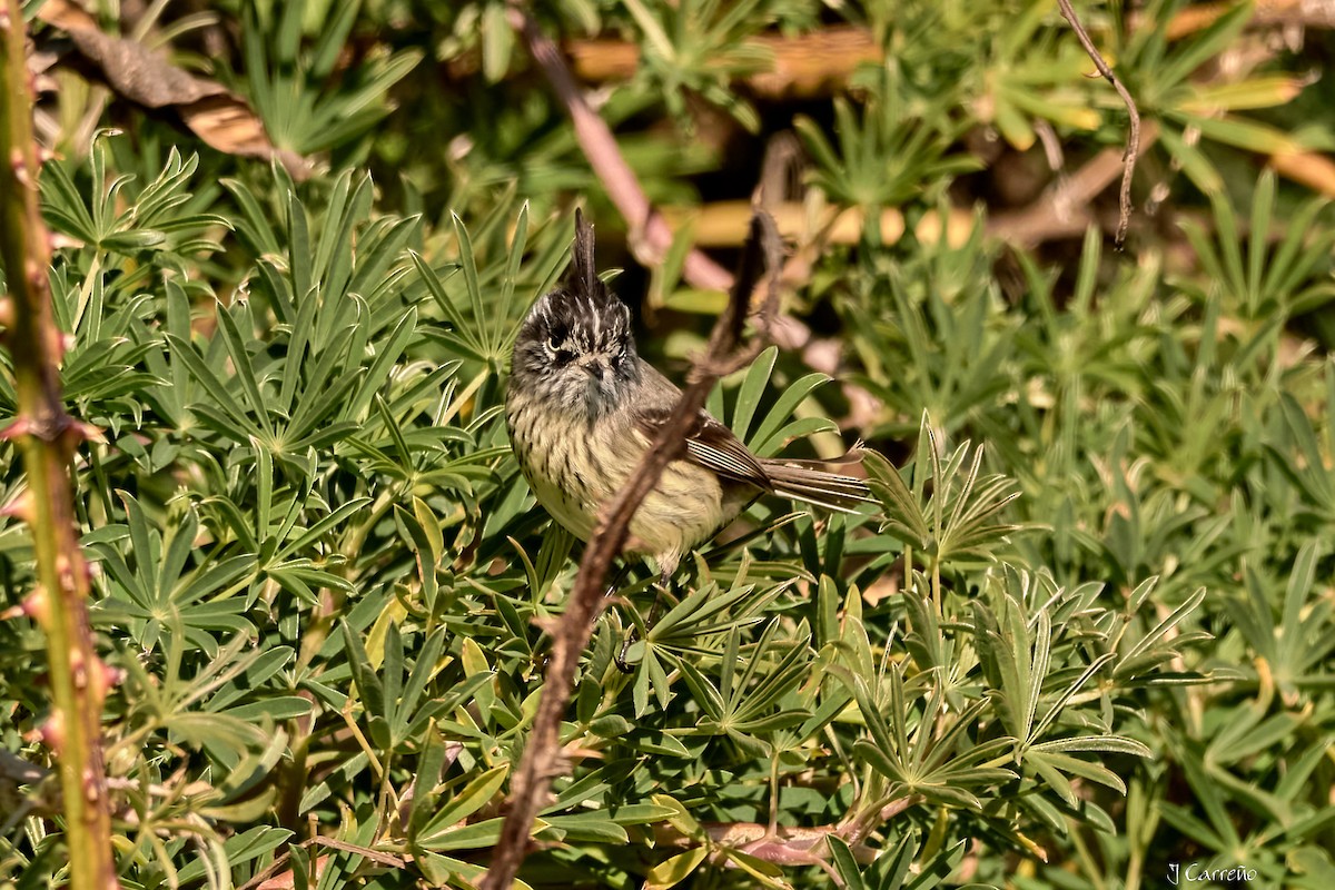 Taurillon mésange - ML638296794