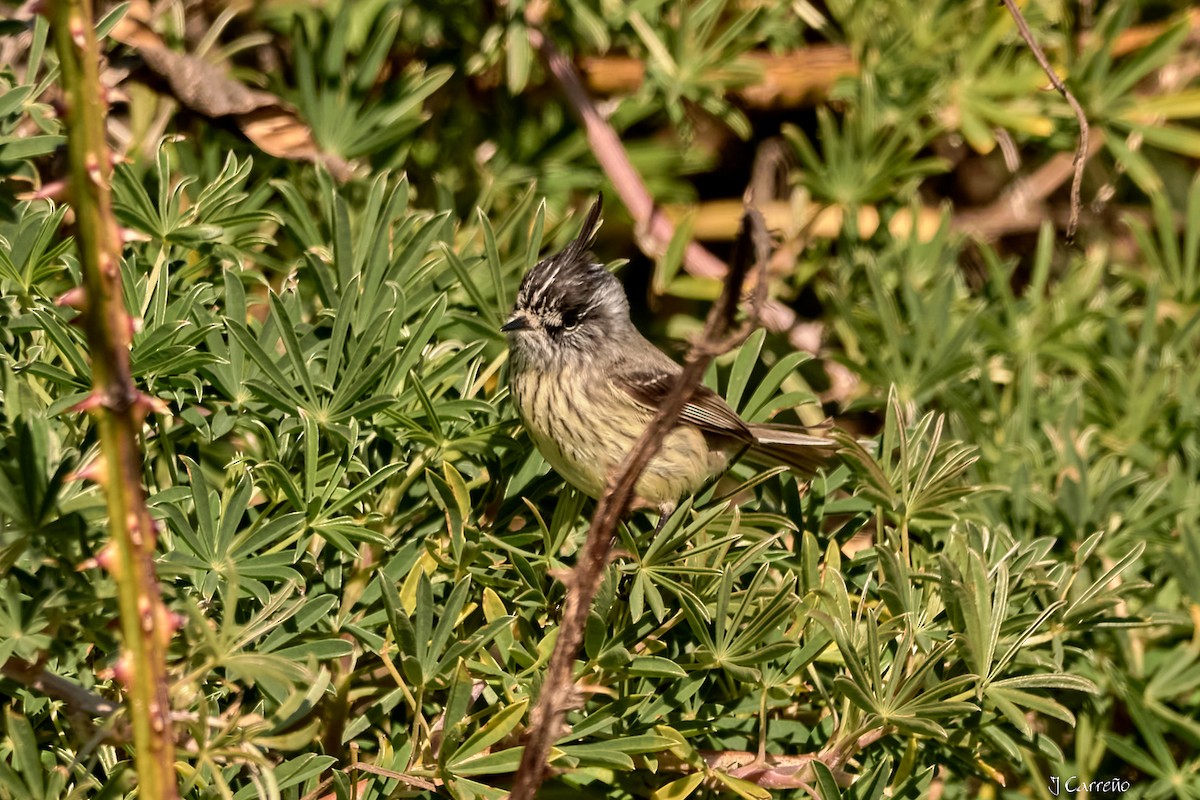 Taurillon mésange - ML638296795