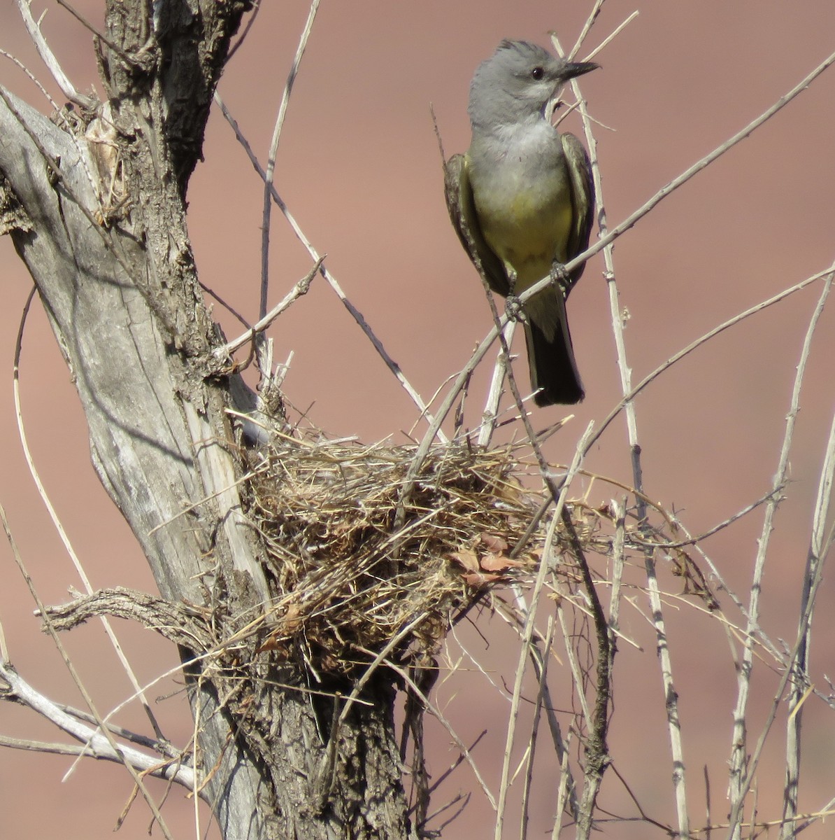 Western Kingbird - ML638296801