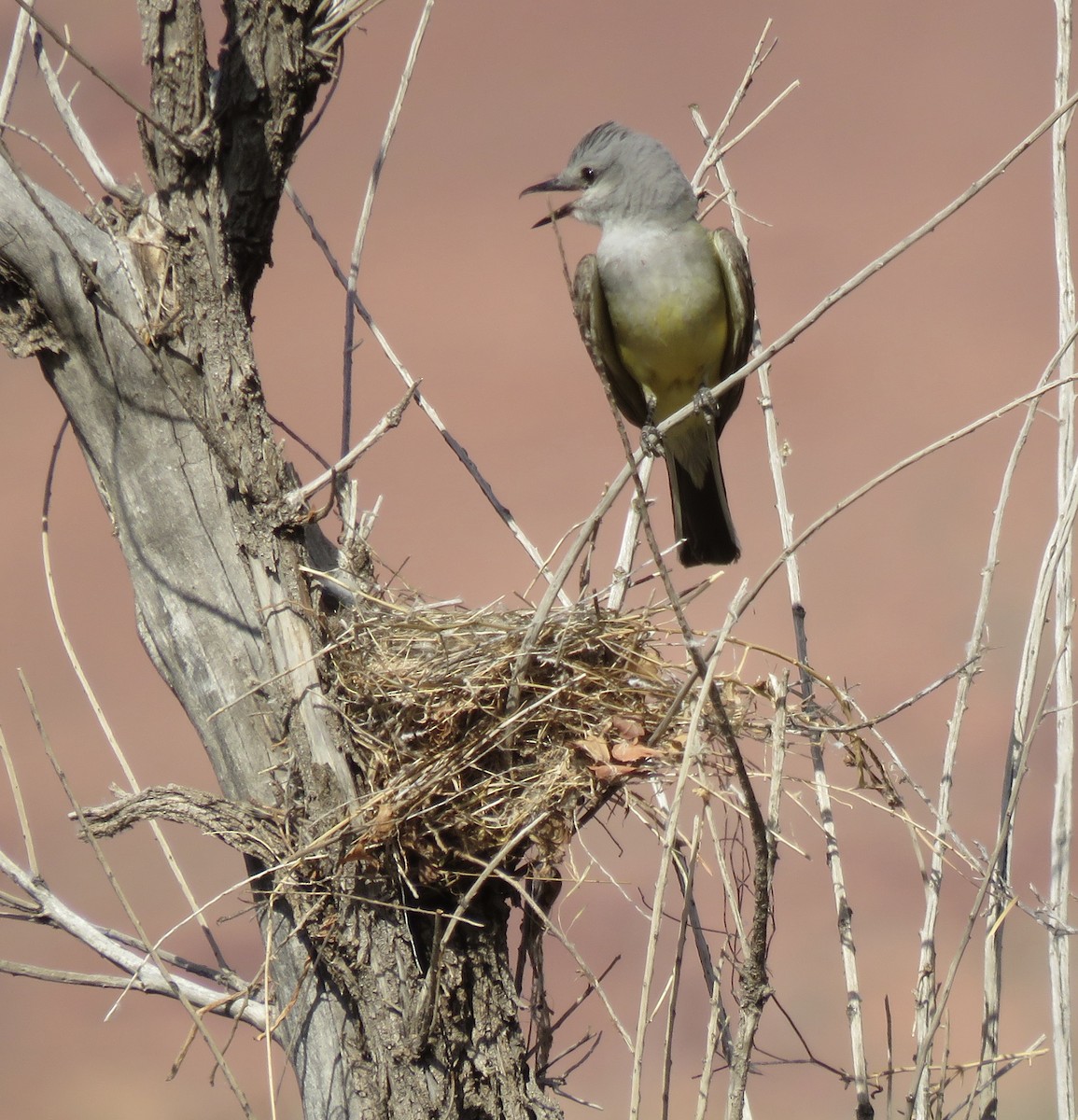 Western Kingbird - ML638296803