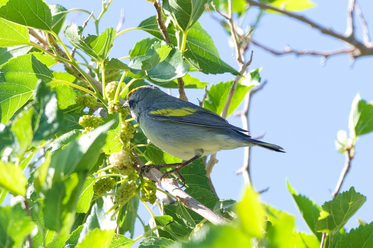Paruline à ailes dorées - ML638296816