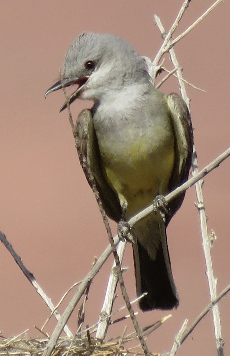 Western Kingbird - ML638296819