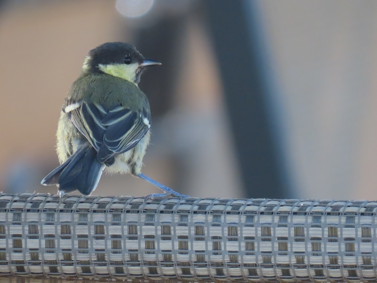 Mésange charbonnière - ML638296821