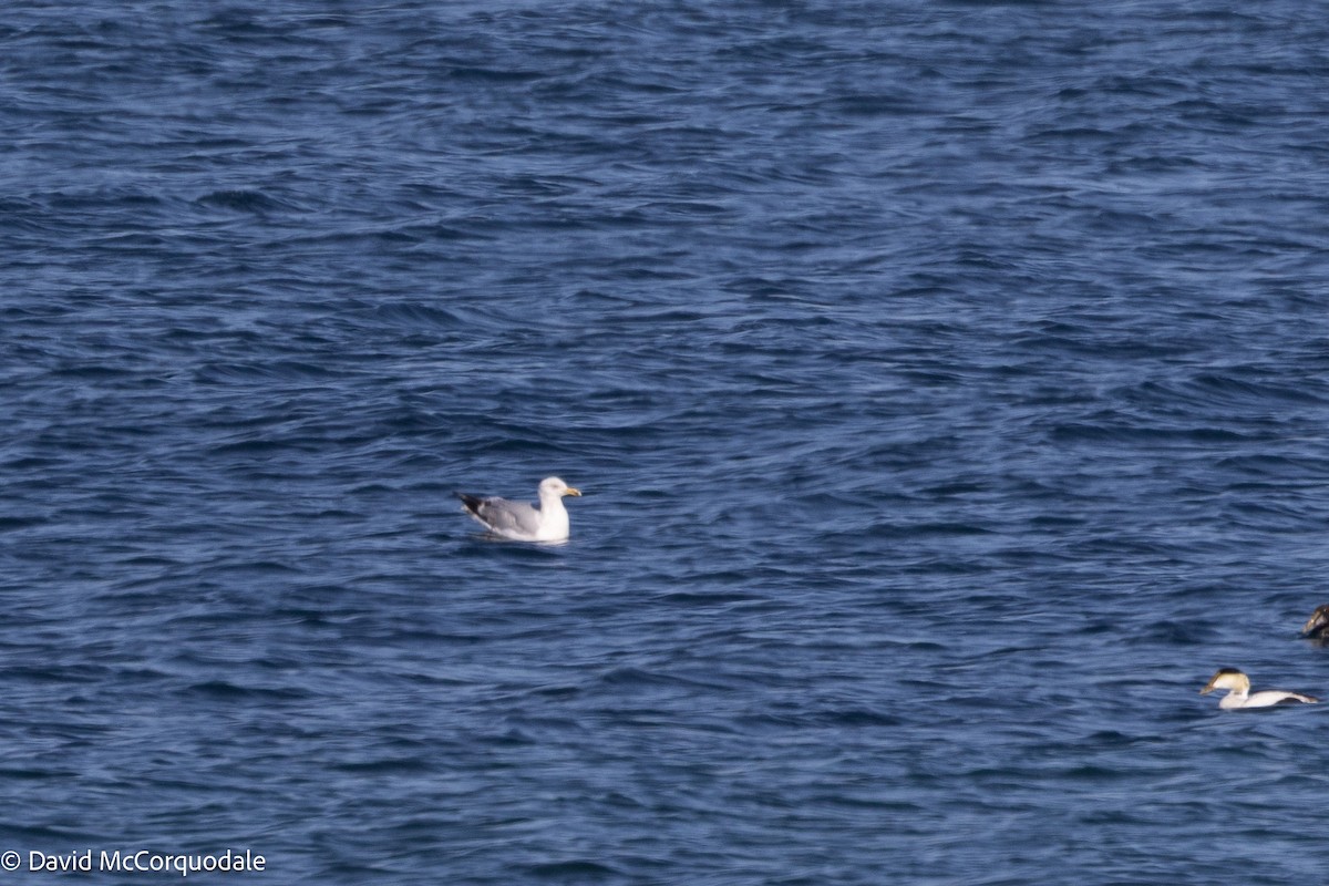 American Herring Gull - ML638296834
