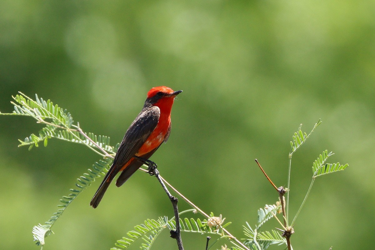 Vermilion Flycatcher - ML638296862