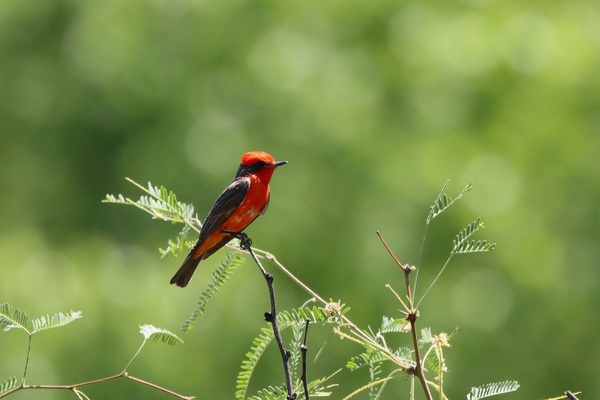 Vermilion Flycatcher - ML638296863