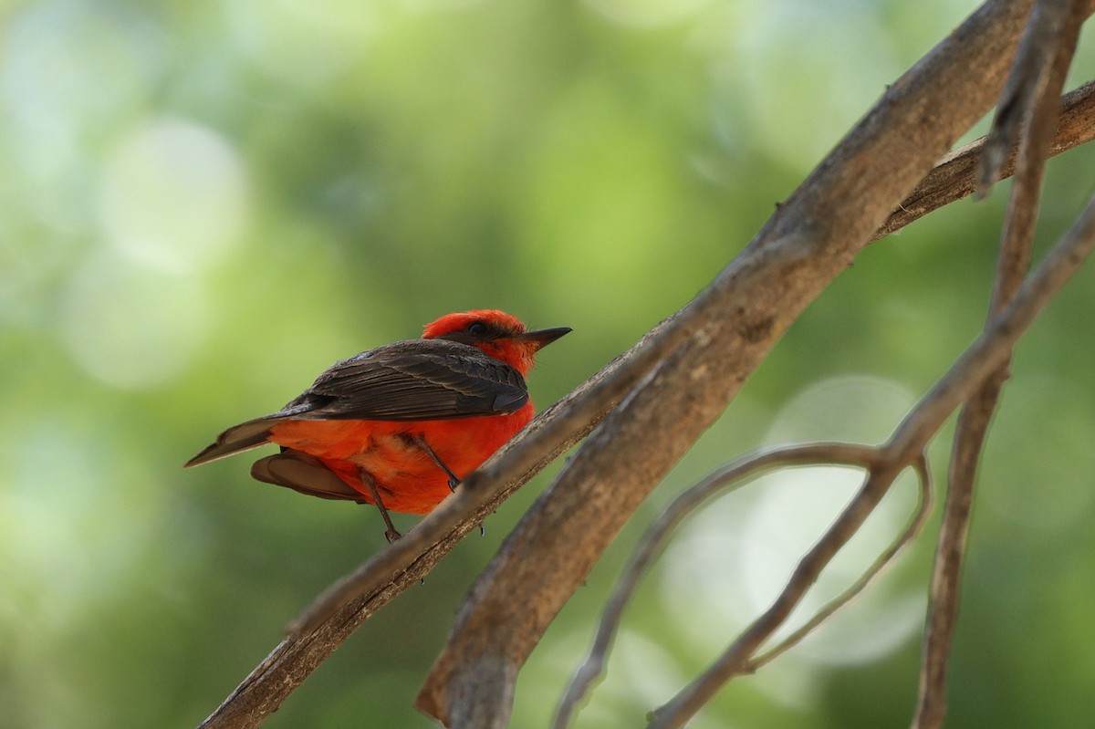 Vermilion Flycatcher - ML638296864