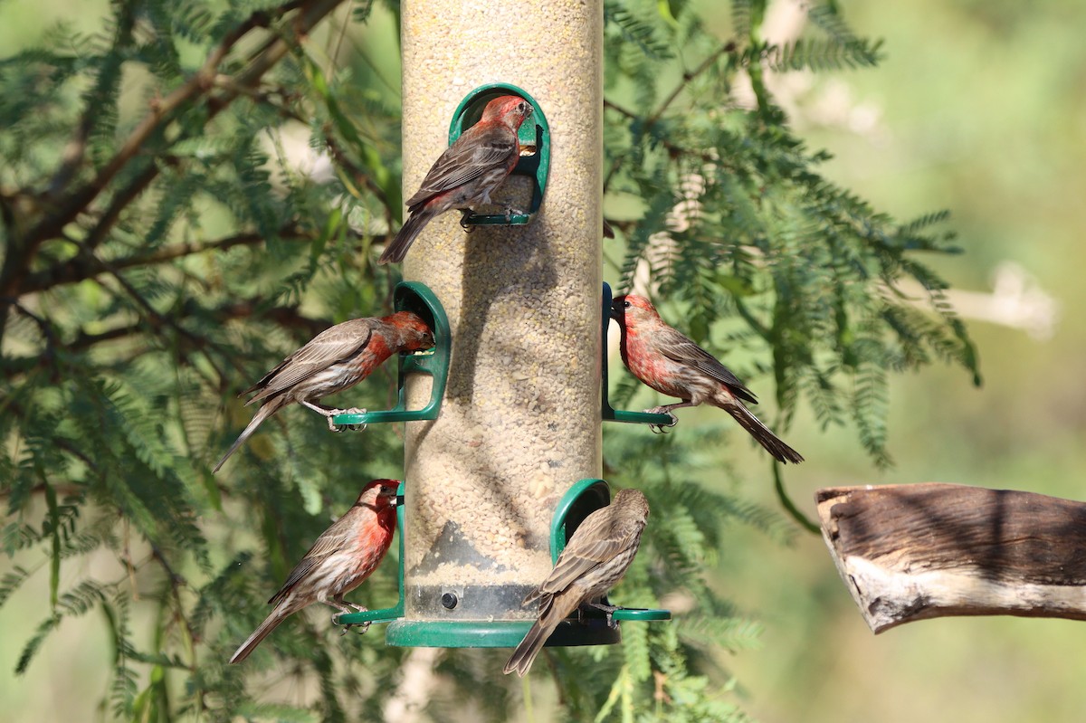 House Finch - ML638296870