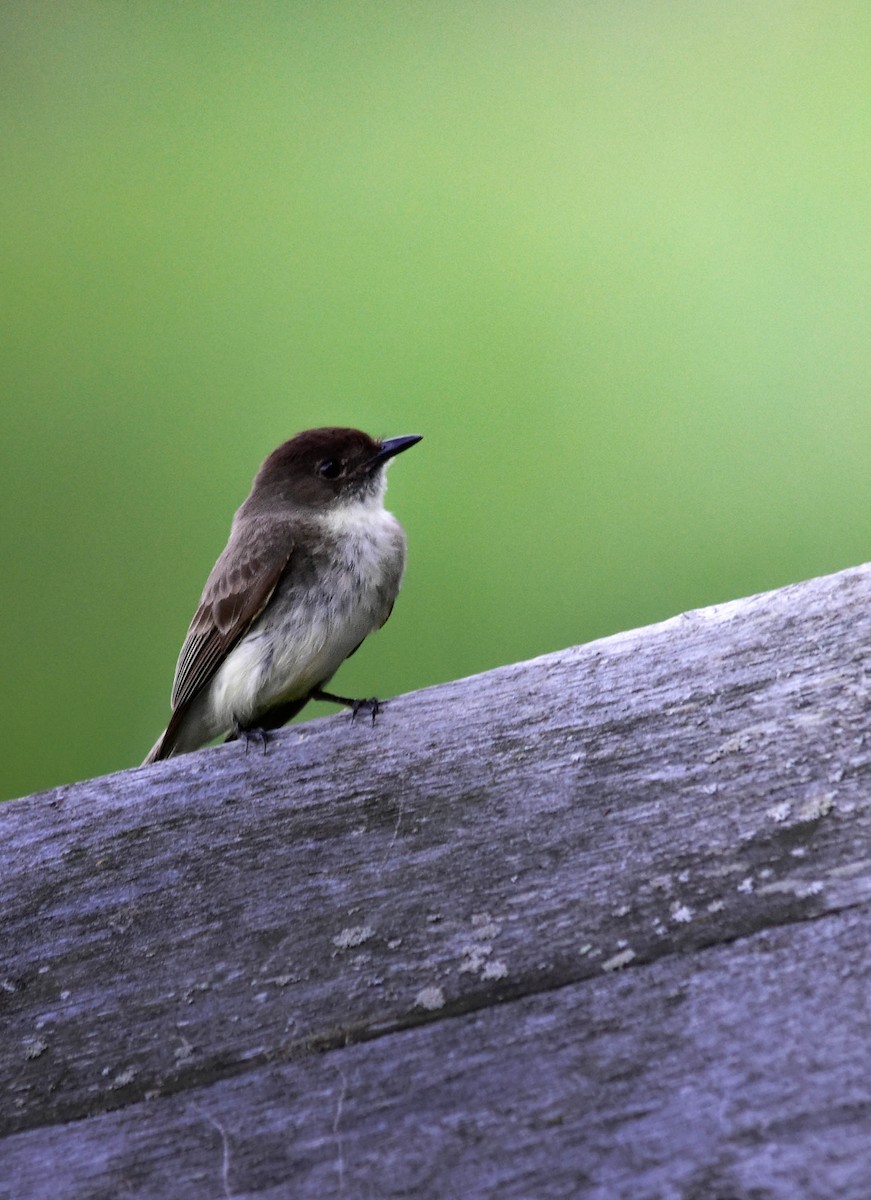 Eastern Phoebe - ML638296871