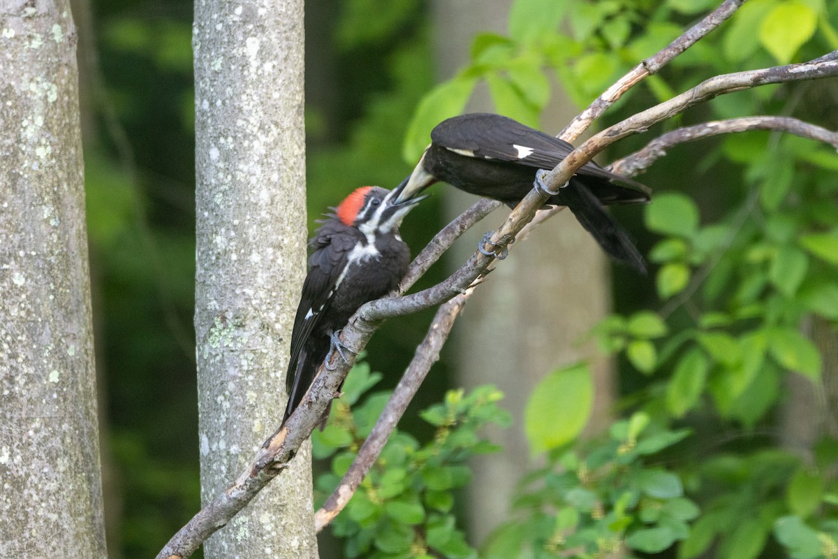 Pileated Woodpecker - ML638296880