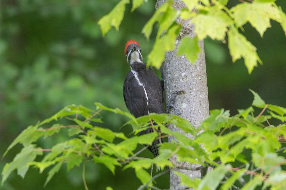 Pileated Woodpecker - ML638296881