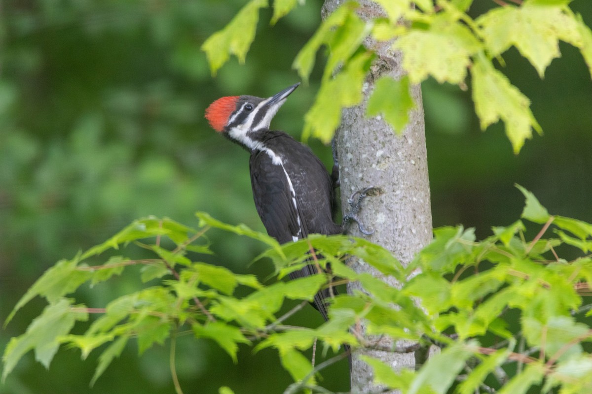Pileated Woodpecker - ML638296882