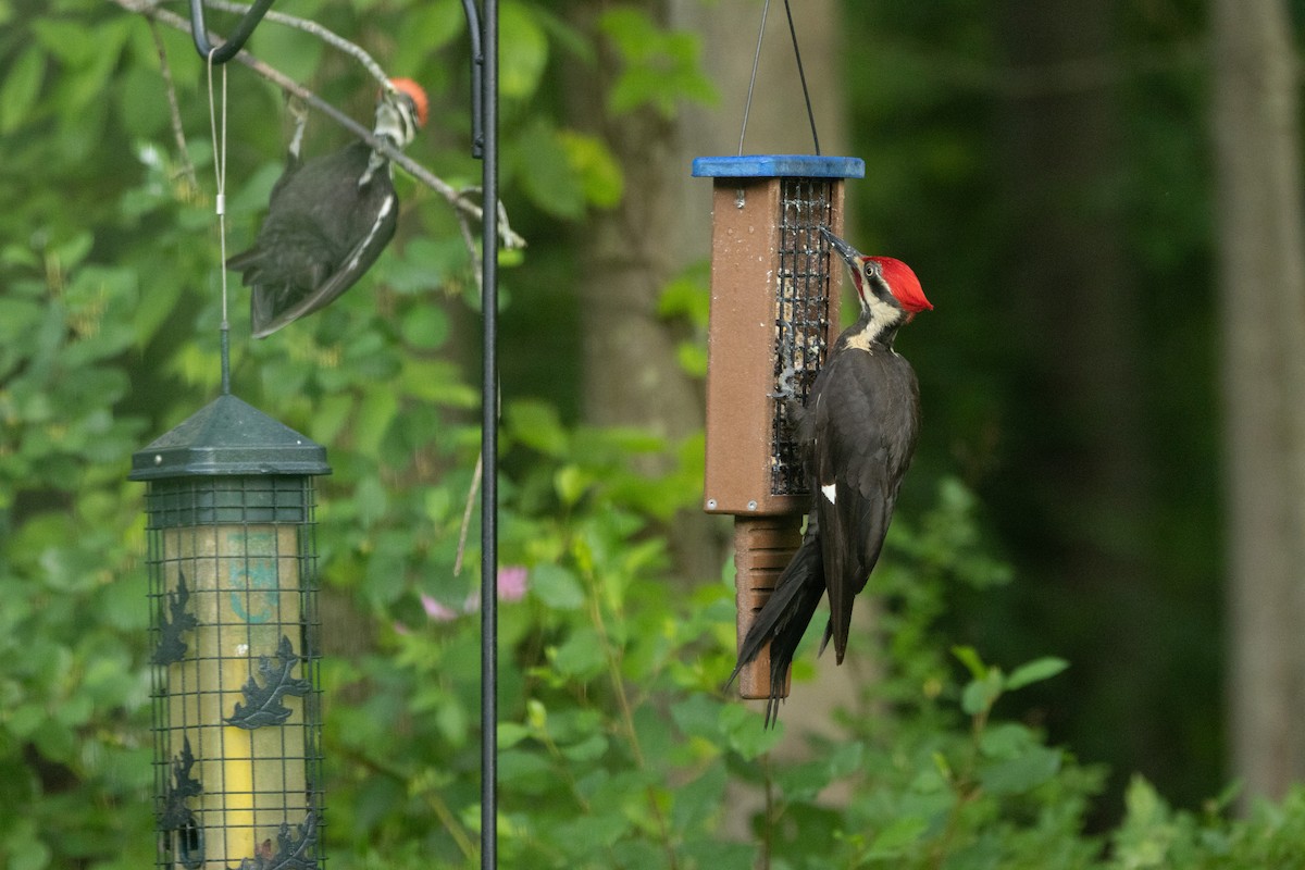 Pileated Woodpecker - ML638296883