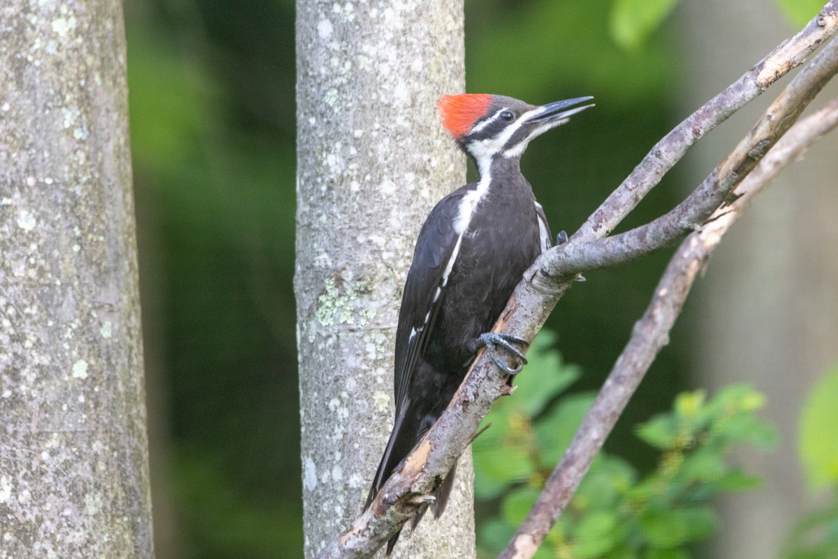 Pileated Woodpecker - ML638296884
