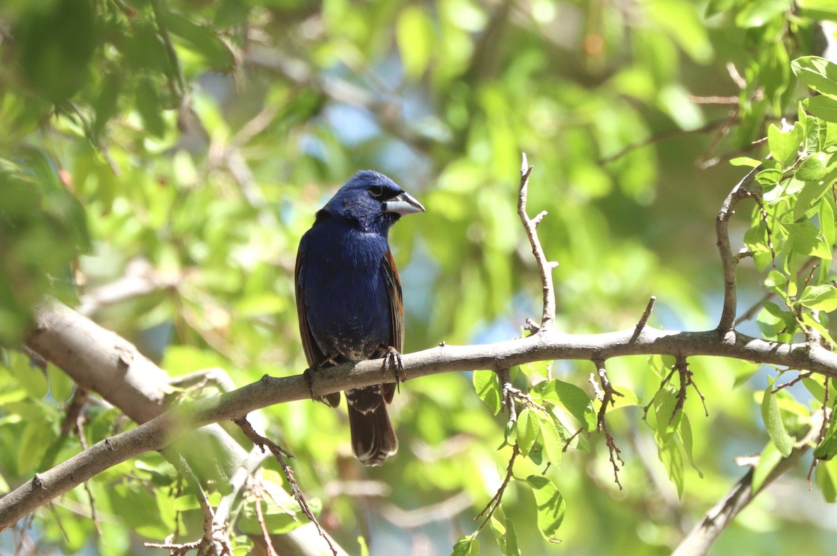 Blue Grosbeak - ML638296886