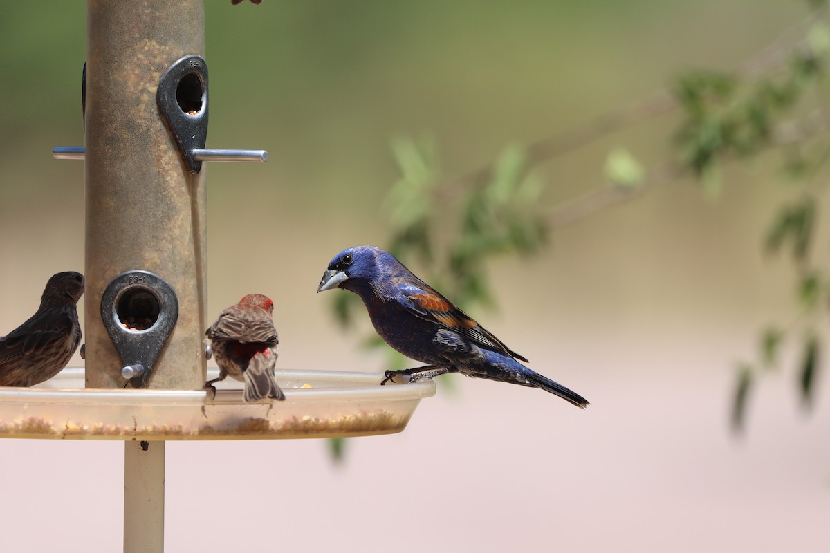 Blue Grosbeak - ML638296887