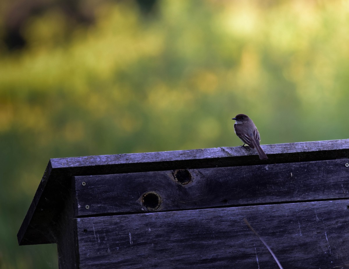 Eastern Phoebe - ML638296888