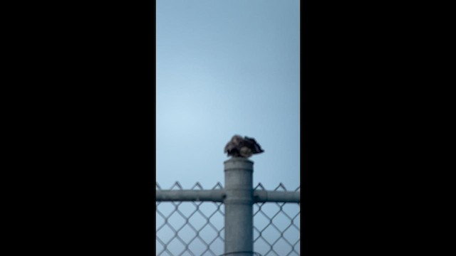 Common Nighthawk - ML638296891